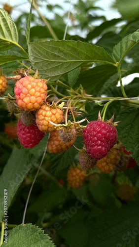 Ripe and unripe raspberries in various colors hanging from green leaves on a bush in a natural outdoor setting, showcasing the fruit's growth stages