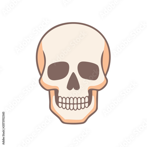 Flat illustration of a human skull front view