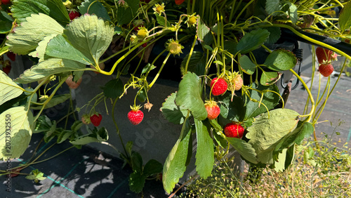 Fresh red strawberries growing on green plants in a garden, with vibrant leaves and small yellow flowers visible among the foliage under bright sunlight