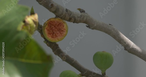 Red Whiskered Bulbul bird eating ripe fig on tree - C4K