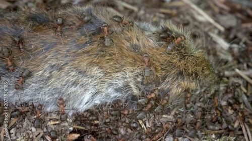The decomposition of an animal's corpse in nature. Dead small mammal covered by ants on forest floor with coarse fur, earthy debris, twigs, leaf litter