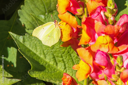 Fotografía Brimstone butterfly sitting on a garden flower