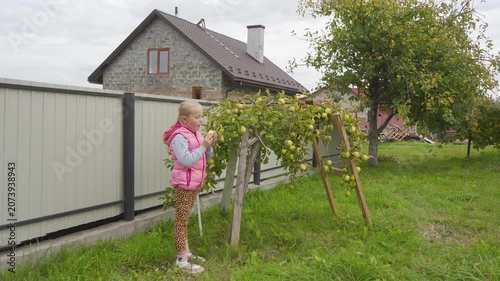 Little girl picking or eating apple near apple tree in garden, Cute child holding ripe apple near house fence in autumn