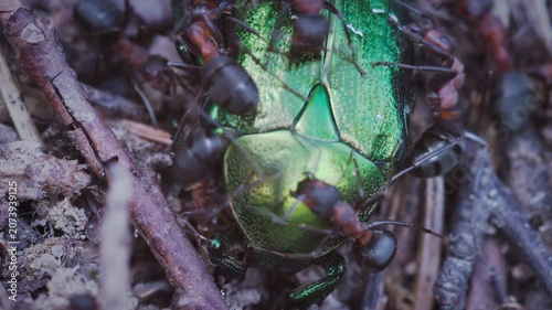 The decomposition of an animal's corpse in nature. Decomposing metallic green beetle on forest floor with ants gathering around glossy shell, tangled