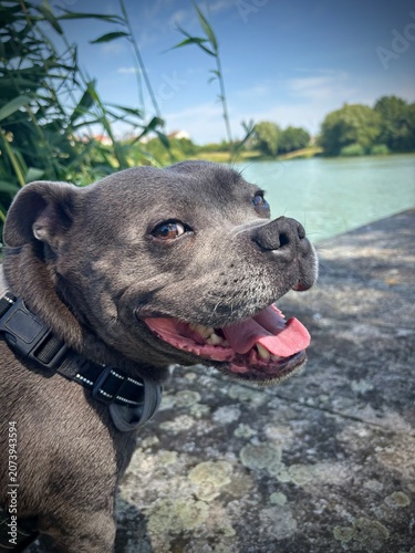 chien heureux en vacances au bord de l'eau 
