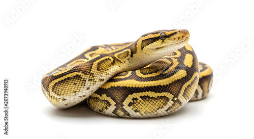 Ball python snake coiled on pure white background
