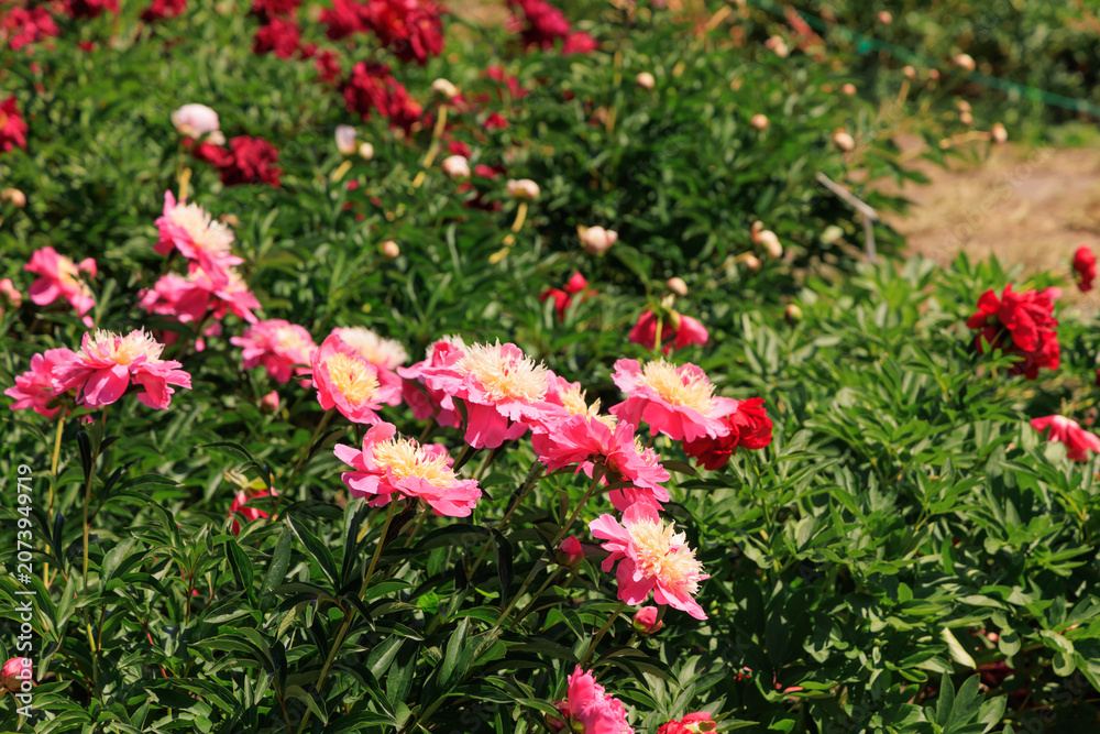 Obraz premium Varietal peonies bloom in a garden during daylight hours showing various colors and shapes