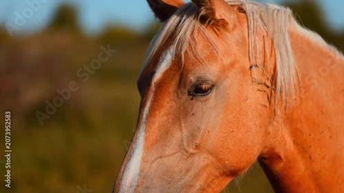 Palomino horse standing in a meadow on a sunny day. Portrait of a beautiful animal in a peaceful rural environment. Concept of nature, livestock care, and equestrian lifestyle.