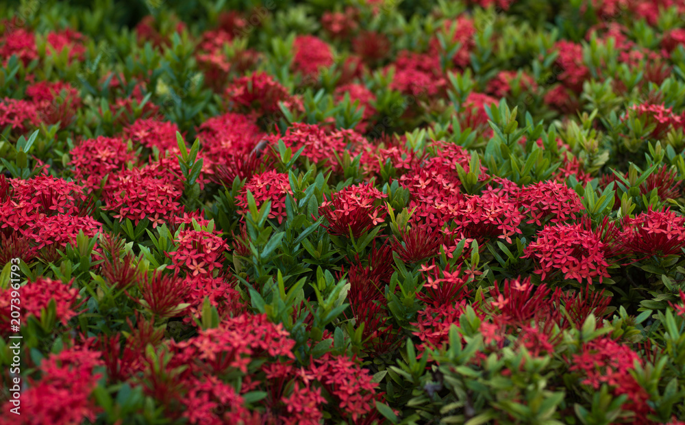 Obraz premium Red flowers of Chinese ixora - Ixora chinensis