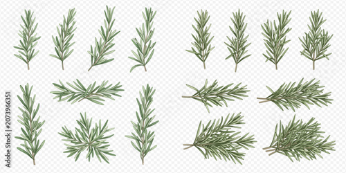 Photos Set of fresh rosemary sprigs and branches, aromatic herb for cooking and seasoning