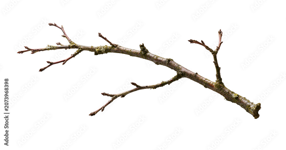 Fototapeta premium Single bare tree branch with small twigs, isolated on transparent