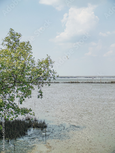 Mangrove roots display. Vivid green leaves with muddy land background