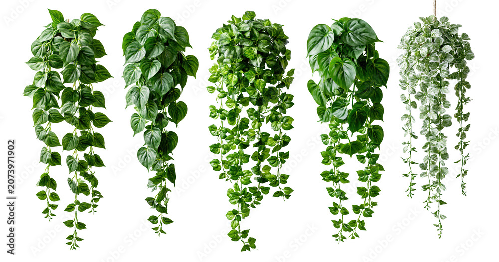 Fototapeta premium Hanging plant vines with leaves on transparent background