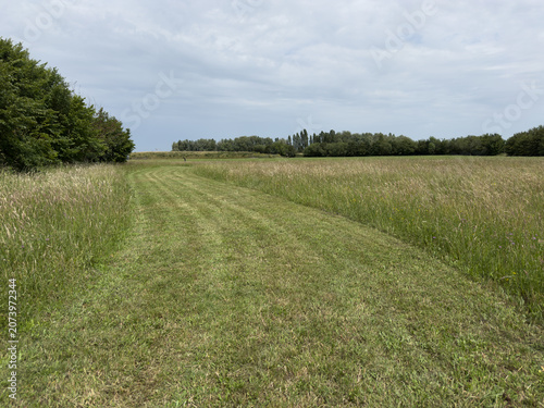 Mowed grass path through wild meadow under cloudy sky