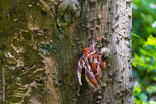 Tableau sur toile Macro close-up of a giant emperor moth resting on a tree trunk and its magnificent wings