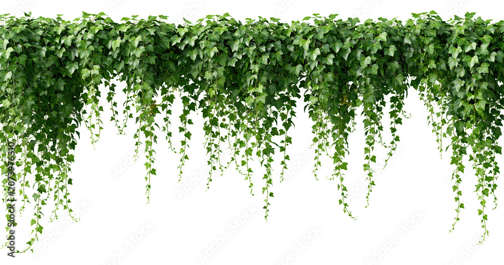 Fototapeta premium Green ivy leaves border on transparent background