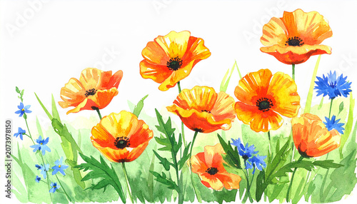 Beautiful watercolor painting of vibrant summer meadow scene. Orange poppies, green leaves, delicate blue wildflowers. Hand-drawn art with soft washes, fluid aquarelle technique.