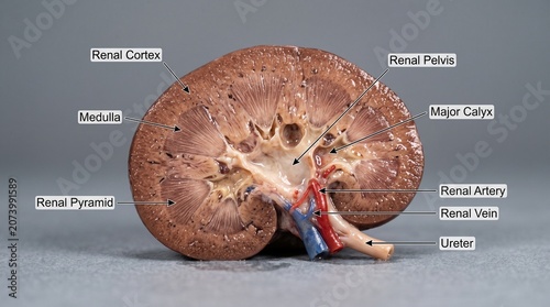 Canvas Print Anatomical Cross-Section of a Kidney with Detailed Labels Showing Internal Struc