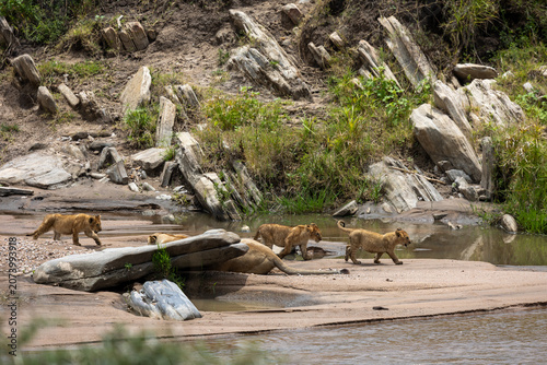 Foto Group of lion cubs crosses a rocky riverbed near a lioness - Masai Mara National