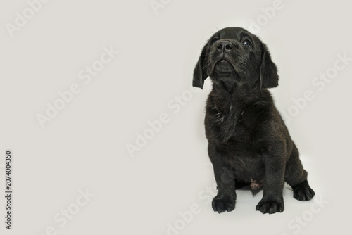Curious Black Labrador Puppy Looking Up on Off-White Background