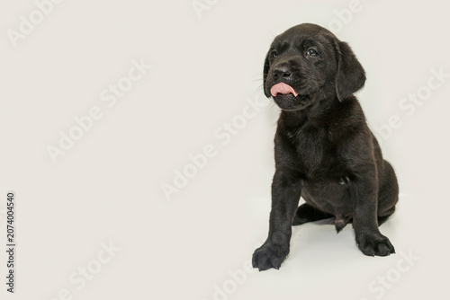Confident Black Labrador Puppy Sitting with Tongue Out on Off-White Background