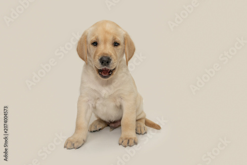 Adorable Yellow Labrador Puppy Sitting with Curious Expression on Off-White Background