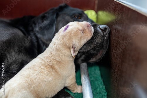 Blonde Labrador puppy sleeping with her head resting on her mother’s nose