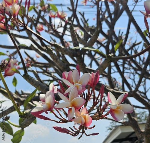 pink bouquet of flowers, pink Adenium flower, tree background