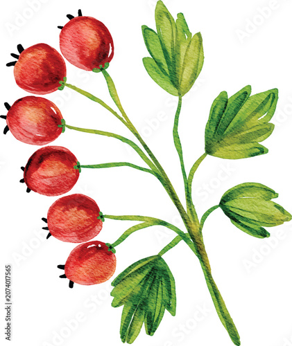 Watercolor Autumn Red Berries and Green Leaves Branch