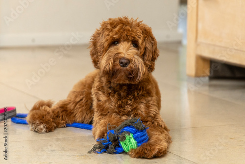 Australian Labradoodle Puppy Lying with Blue and Green Rope Ball Toy