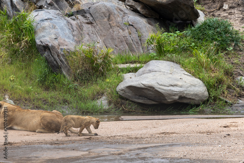 Bild auf Leinwand Lion cub walks beside a resting lioness near large rocks at a riverbed - Masai M