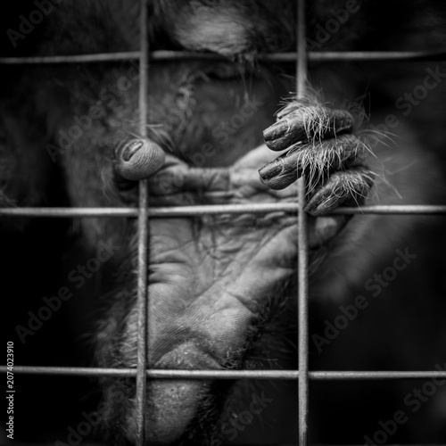 Photography Powerful black-and-white close-up of a captive orangutan gripping the bars of its enclosure, conveying themes of wildlife conservation, animal welfare, habitat loss, and the impact of captivity