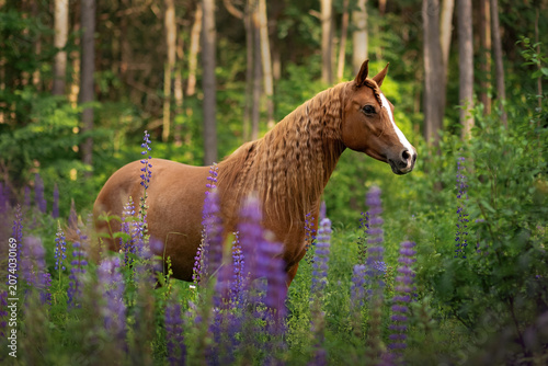 Chestnut arabian horse standing in purple field