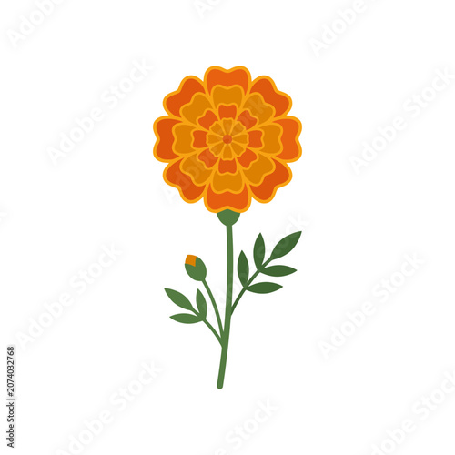 A vibrant orange marigold flower on a white background