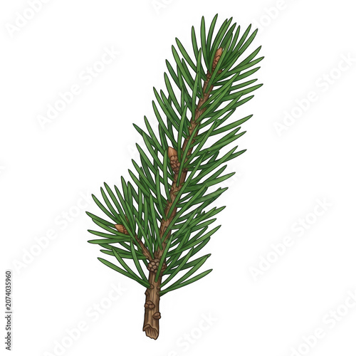 Small green pine tree branch