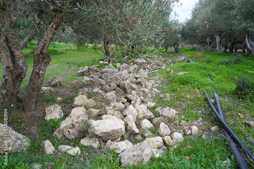 Rustic stone pile and irrigation pipes lying alongside an authentic olive tree orchard in rural Crete.