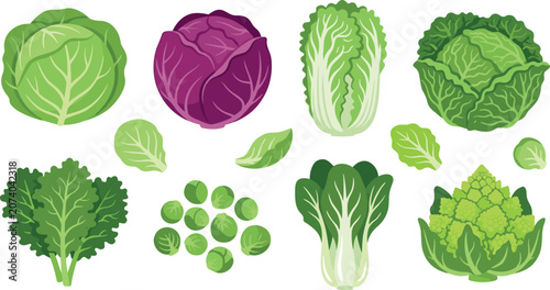 Photos Fresh Cabbage and Leafy Greens Vector Icon Set Featuring Red Cabbage Napa Bok Ch