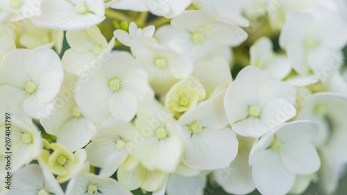 white hydrangea bloom macro background