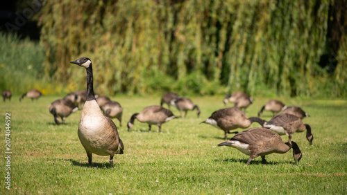 flock of canada or canadian geese foraging on green field of grass; one looking