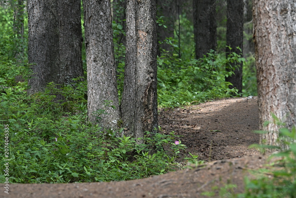 Fototapeta premium path in the forest, footpath in the woods,forest, nature, tree, path, wood, landscape, trail, environment, outdoors, rural, Canada, Canadian Rockies, Alberta