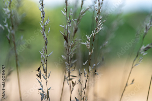 Foto Nahaufnahme von zarten Gräsern im Sommerwind mit verschwommenem Naturhintergrund