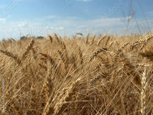 Golden wheat field close up with ripe grain under blue summer sky
