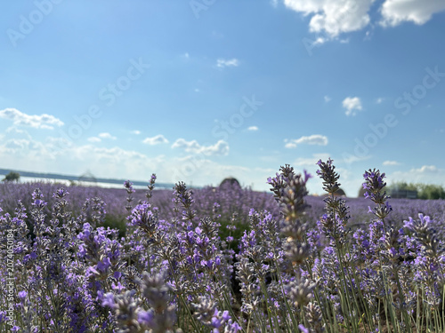 Lavender field in full bloom under blue sky with white clouds on a sunny summer day
