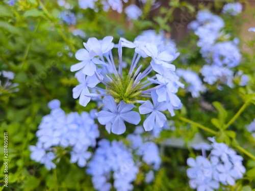 Fotografie Macro shot of blue plumbago flower blossom in a summer garden for nature and bea
