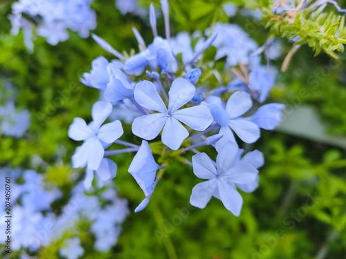 Obraz na plátně Macro shot of blue plumbago flower blossom in a summer garden for nature and bea