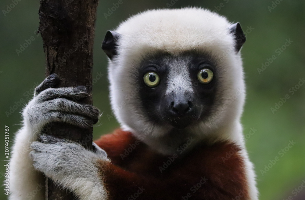 Fototapeta premium Coquerel’s Sifaka Lemur Clinging to Tree with Direct Gaze