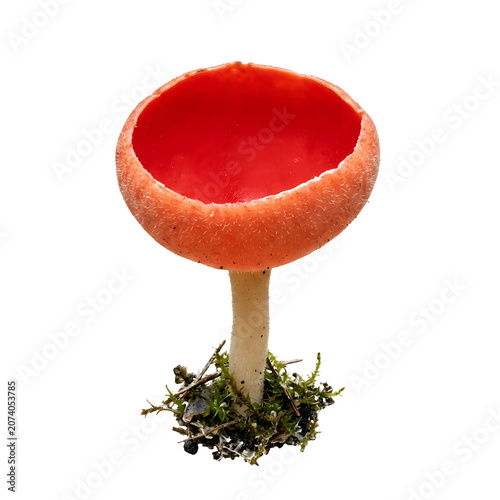 Scarlet Elf Cup Mushroom PNG