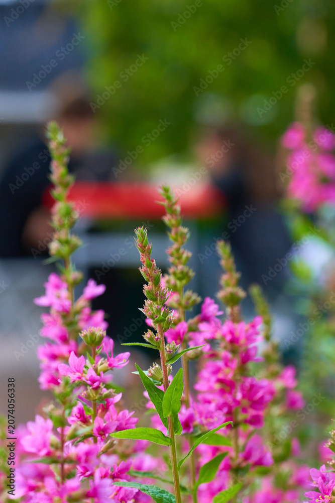 Obraz premium Beautiful street flowers in the city. Floral background.