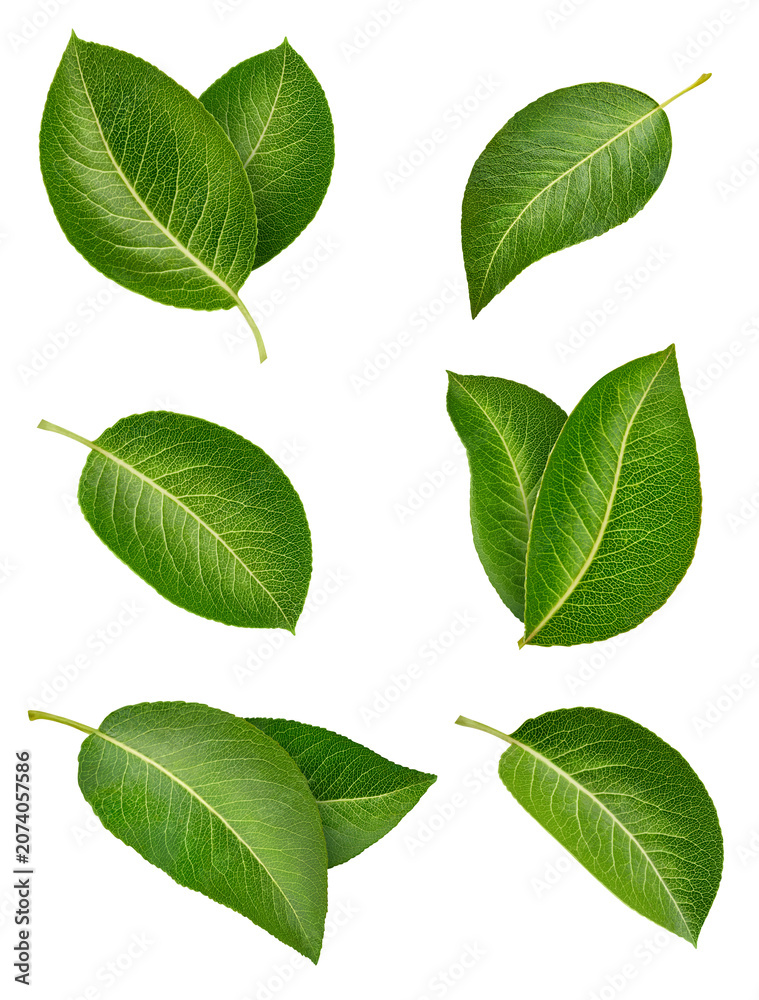 Fototapeta premium Pear leaves set isolated on white background. Green fresh leaves pear collection with clipping path