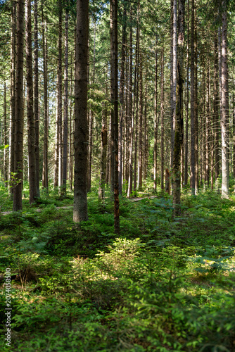 Dense coniferous forest with tall straight trees and lush green undergrowth in summer sunlight. Peaceful woodland landscape background